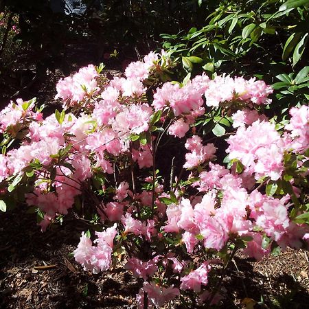Kubba Roonga Guesthouse - Boutique Luxury Spa Retreat & Gardens - Blue Mountains Blackheath Extérieur photo