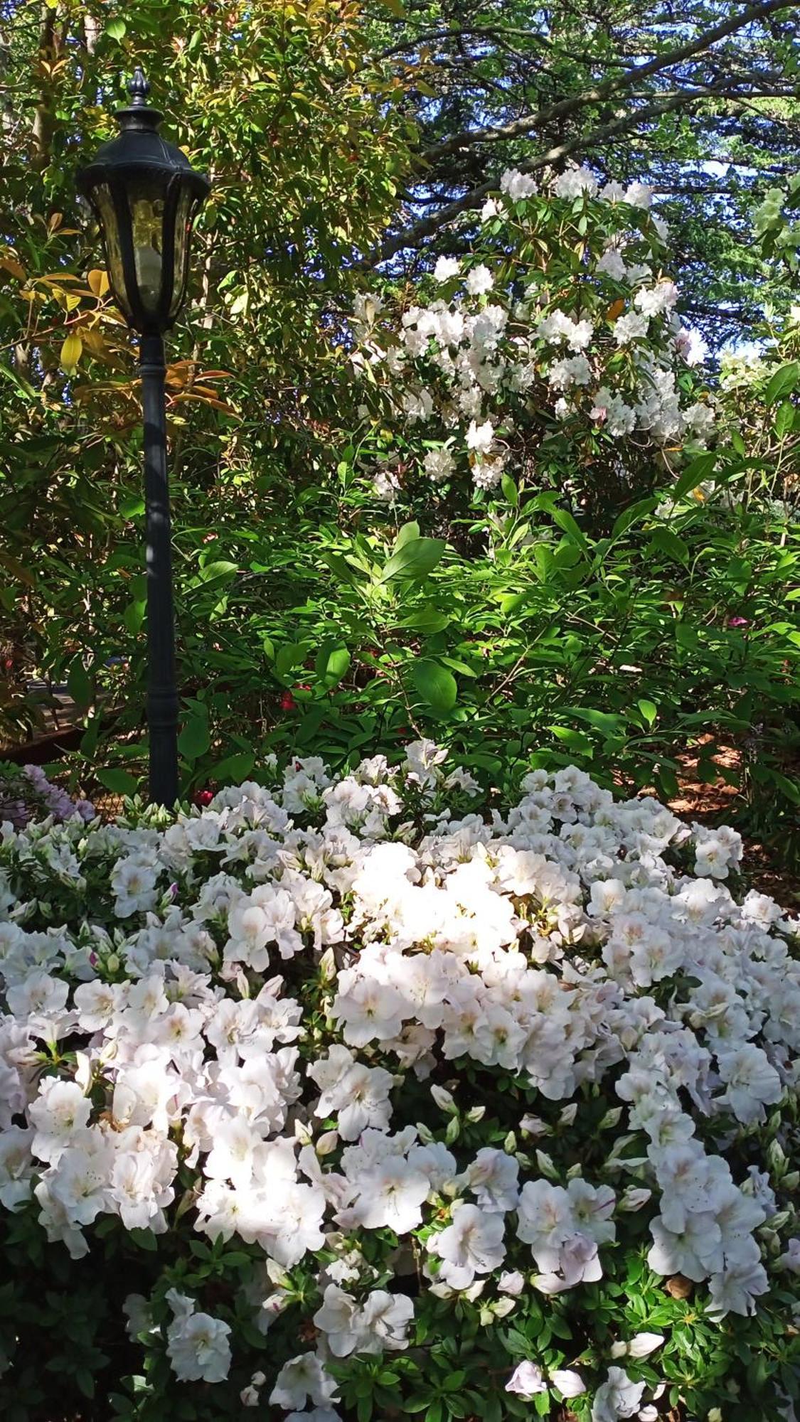 Kubba Roonga Guesthouse - Boutique Luxury Spa Retreat & Gardens - Blue Mountains Blackheath Extérieur photo